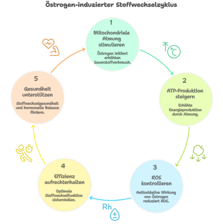 „Östrogen, Sauerstoff & Mitochondrien – Wie Hormone Energie steuern“ Hormone, Fettabbau und Energetik Teil 2
