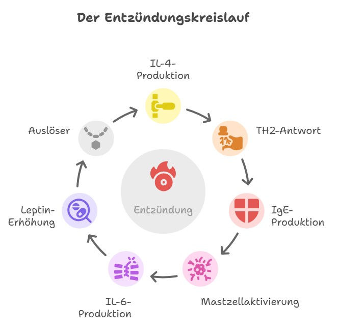 Allergie, Mastzellen, Il4, Il6, Leptin