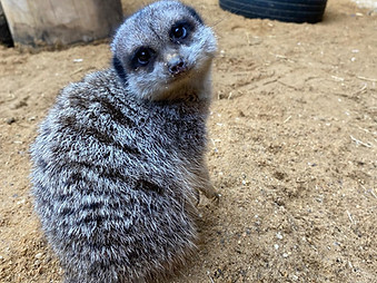meerkat1.JPG