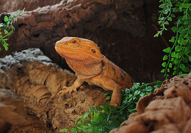 beardie2.JPG
