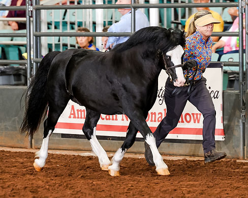 Copper Beech Cardiff.jpg