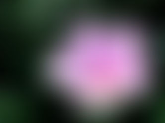 광복절 대체공휴일 휴진안내