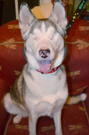 Releashed Rescue Adoptable Foster Dog