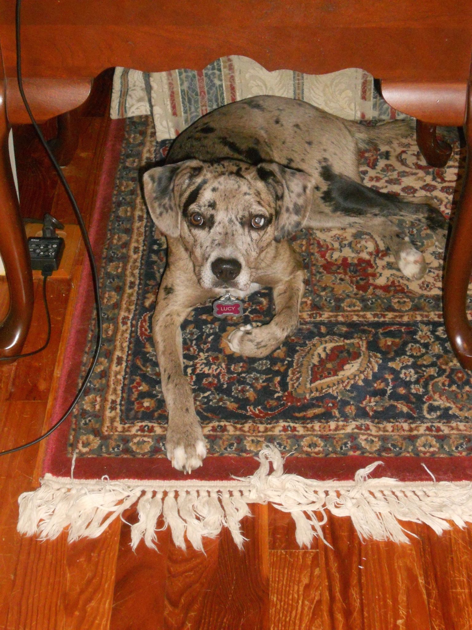 Lucy