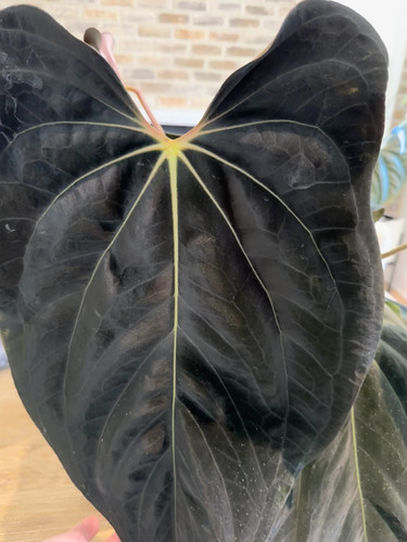 Anthurium papillilaminum x (pap x carlablackiae) main image 0