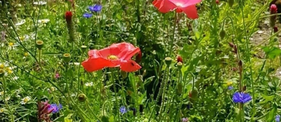 A positive legacy, with a little help from the wildflowers.