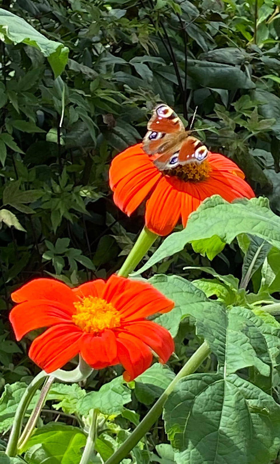 Schmetterling