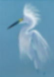 Egret