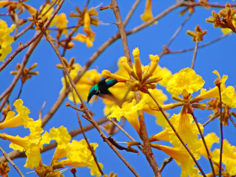 Lapacho amarillo