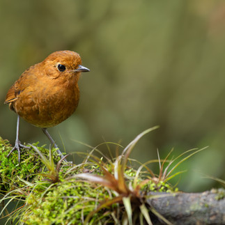 Dusky Grouse in the Grand Tetons.