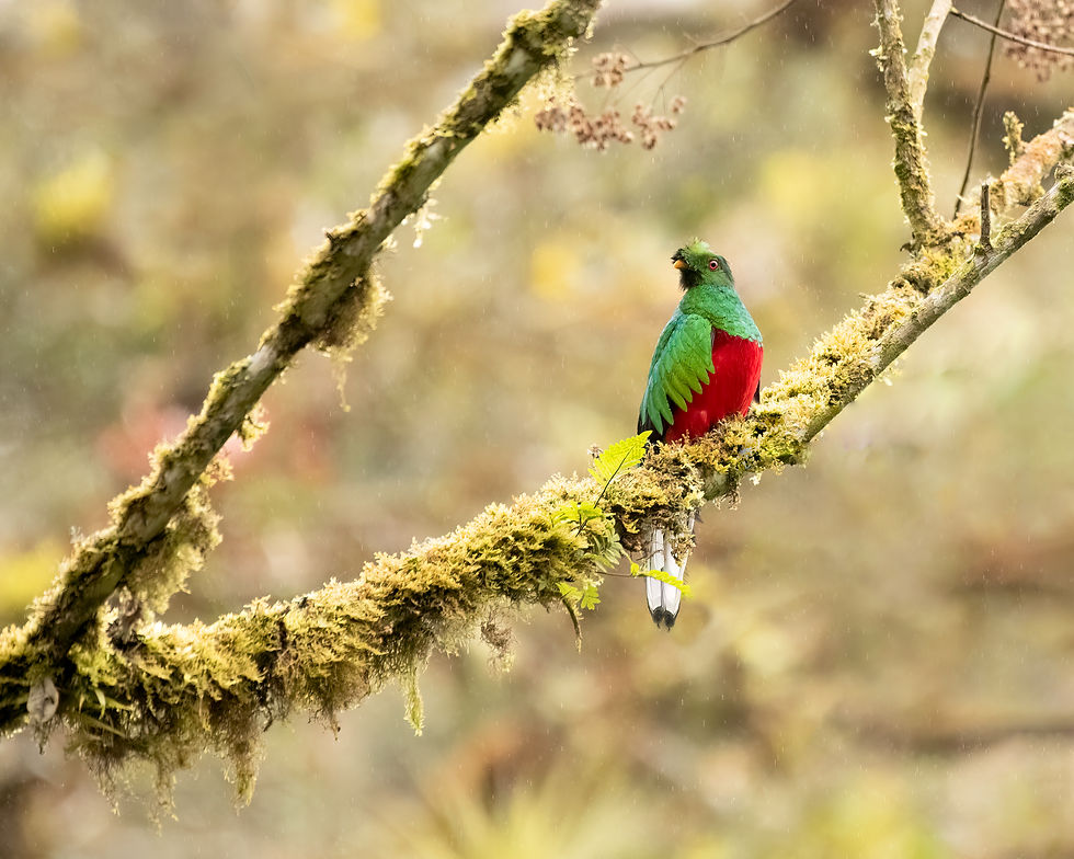 Crested Quetzal Ecuador