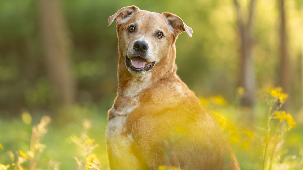 A senior dog posed in spring flowers looking at the camera.