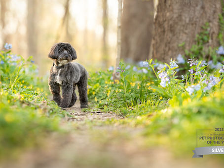 TOP 23 PET PHOTOGRAPHY IMAGES OF 2023