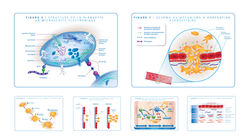 NovoNordisk Illustrations Medicales