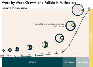 Fertility Testing 101 What Is An Antral Follicle Count Afc And Should You Get One