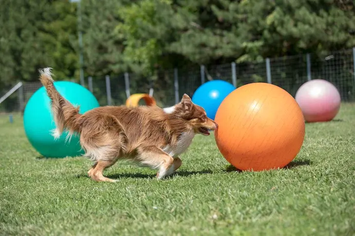 Découverte du Treiball