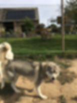 IMG_0983.jpeg