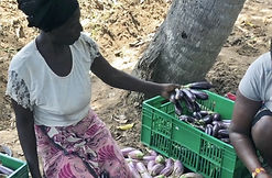 A woman harvests egg plants at Sosoni Farm