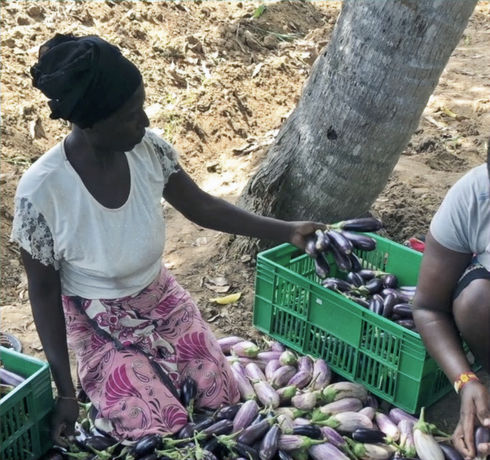 Eggplants sorted by a Sosoni farm beneficiary