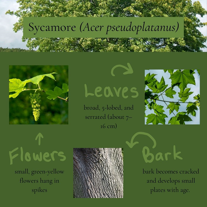 Photo Credits: https://www.woodlandtrust.org.uk/