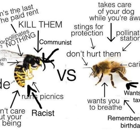 Wasps and why they’re not the buzzkill you think they are. (An example blog post for future posts, by Alex Wiseman)