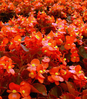 Begonia Bronze Vodka/Red