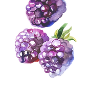 The Terrace Design Graphic