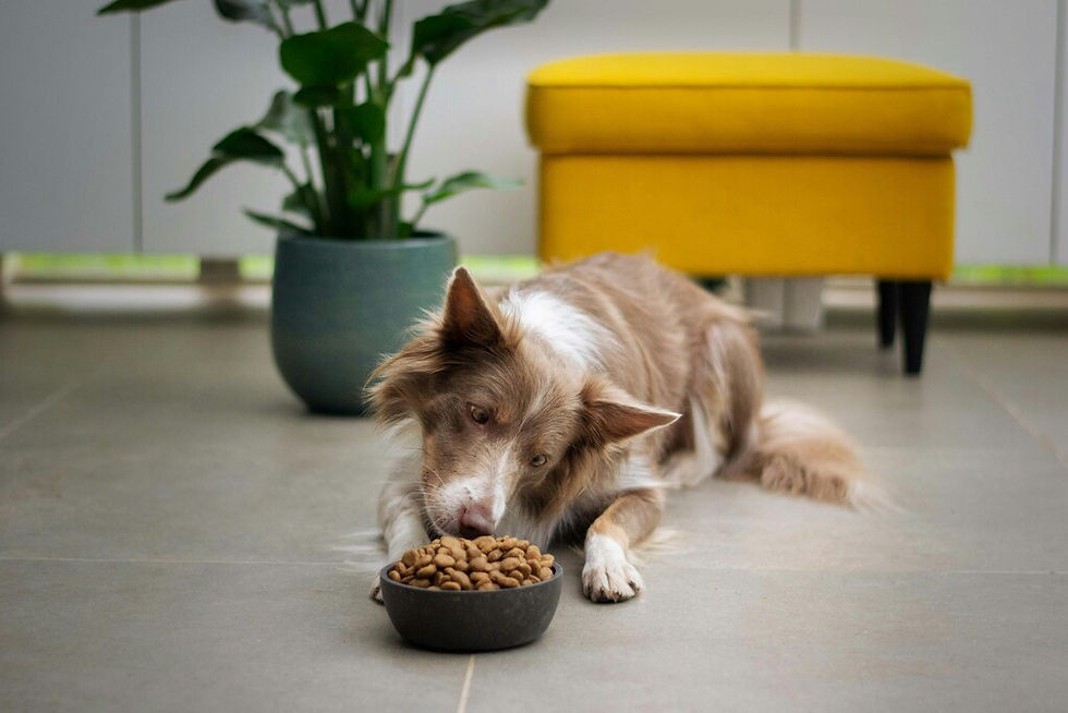 Frisch- vs. gefriergetrocknetes Hundefutter