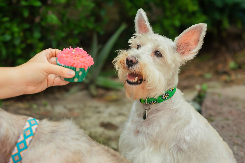 Tierarzt erklärt die häufigsten Hundefutter-Mythen mit wissenschaftlichen Fakten.