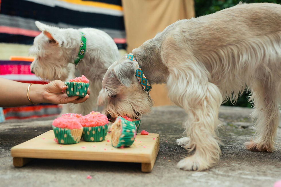 Hund frisst frische Mahlzeit aus Fleisch, Gemüse und Getreide – Hundefutter-Mythen aufgeklärt.