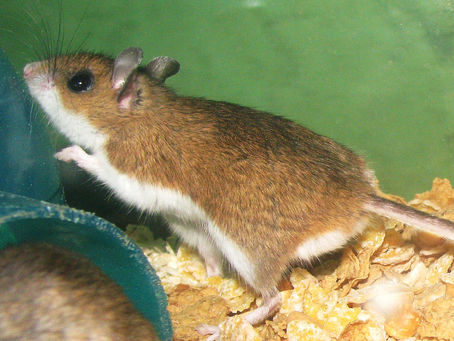Understanding Hantavirus and Health