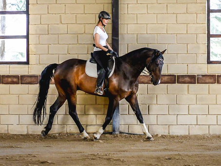 The Hand (Introduction)