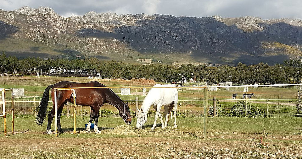 Paddock Companion - I found one of my mares a suitable friend for Lazar