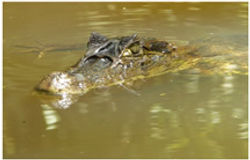 caiman