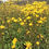 Thumbnail: Groundsel or Ragwort