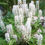 Thumbnail: Foamflower