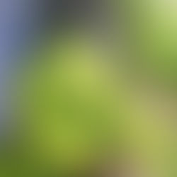 $6.00 Leaves Memo Pads