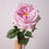 Thumbnail: Real-touch Artificial Rose Austin Juliet