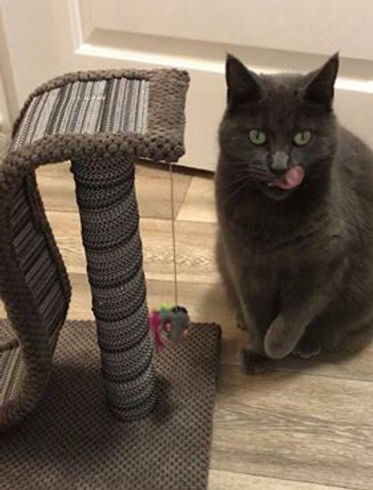 cat scratcher cat tree kitten cat toy