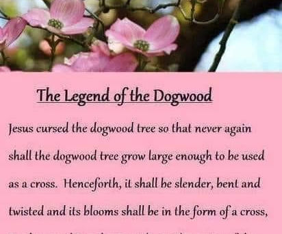 The story behind the dogwood