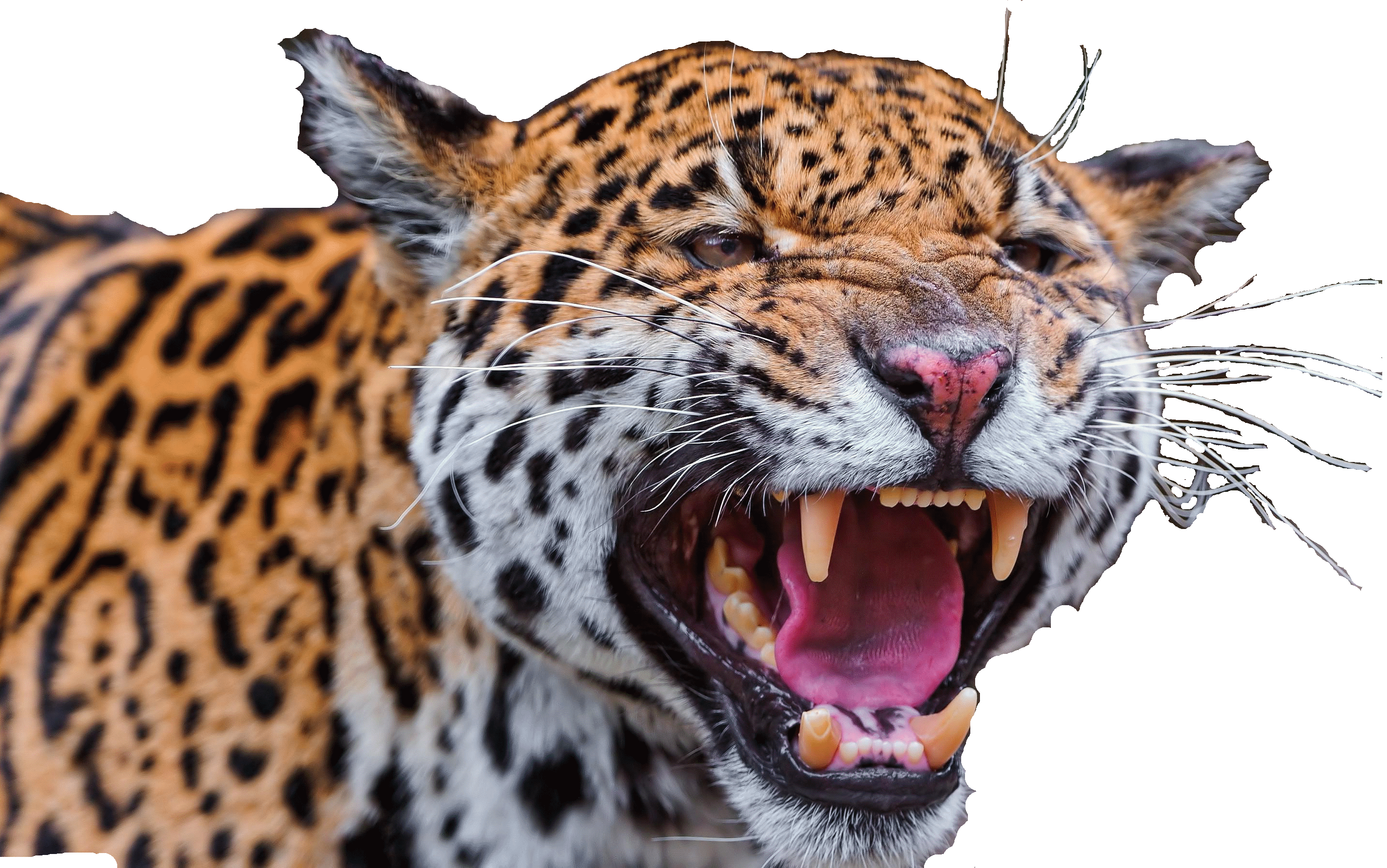 Jaguar Transparent.gif