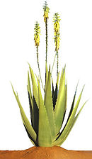 Aloe Vera Barbandenis Miller Plants