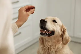 woman-giving-pill-cute-dog-600nw-2138343113.webp