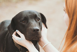 Black Dog