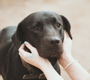 黒い犬