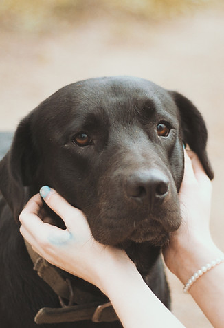 Black Dog