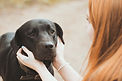 Schwarzer Hund