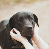 Schwarzer Hund