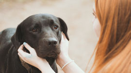 Were All Fearful Dogs Abused?