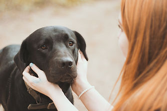 Schwarzer Hund